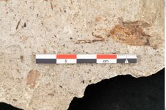 Foto (Detailansicht) von Pinus hepios Unger (NHMW-GEO-2024-0188-6374)